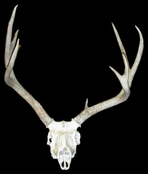 Skull with antlers of Odocoileus hemionus, Mule Deer.