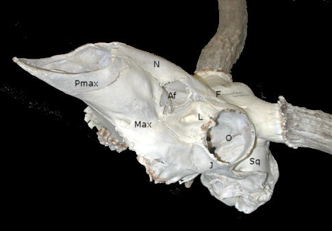 Mule Deer skull showing antorbital fenestra