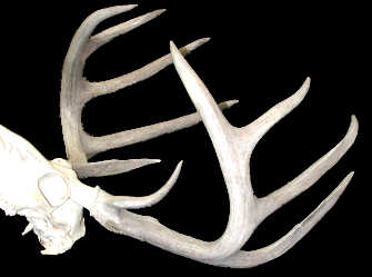 Skull with antlers of Odocoileus virginianus, White-tailed Deer.