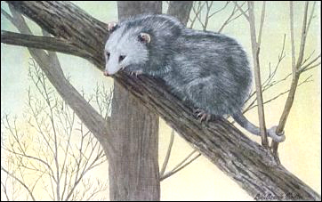 Opossum. Painting by Louis Agassiz Fuertes.