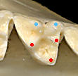 Opossum M2. The red dots mark the protocone, paracone, and metacone; the blue dots mark two stylar cusps.