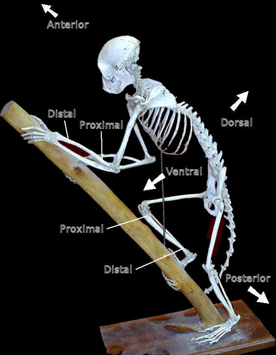 Monkey skeleton with some orientation labels