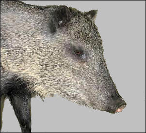 Collared Peccary