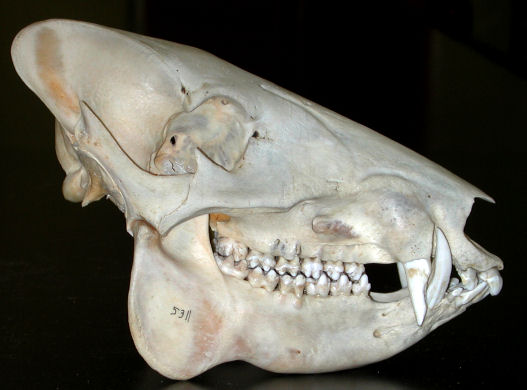 Lateral view of the skull of a Collared Peccary, Pecari tajacu).