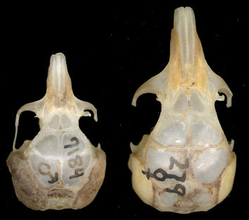 Skulls of Perognathus flavus, (Silky Pocket Mouse) and Chaetodipus eremicus (Chihuahuan Pocket Mouse