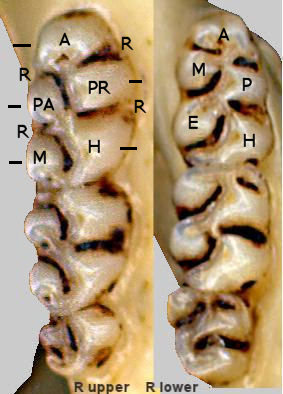 Upper and lower cheek-tooth rows of Peromyscus showing cusps.