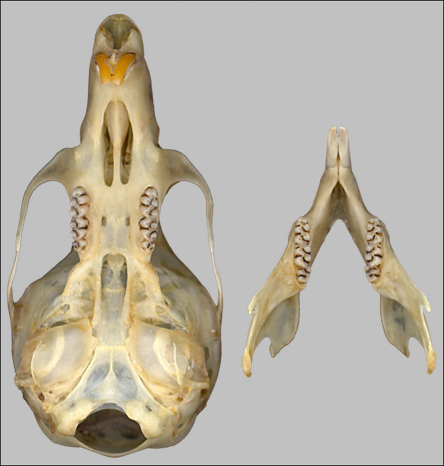 Rock Deermouse, Peromyscus nasutus; ventral view of skull and dorsal view of lower jaws