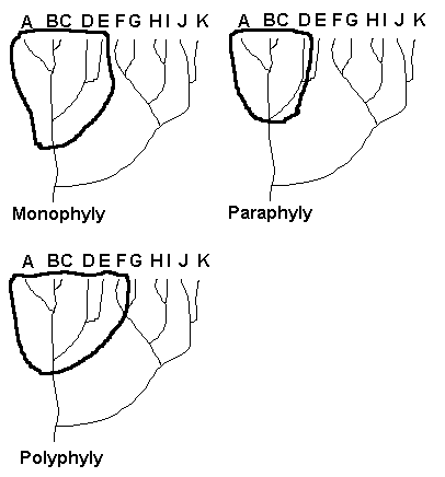 Diagrams showing mono-, para-, and polyphyly