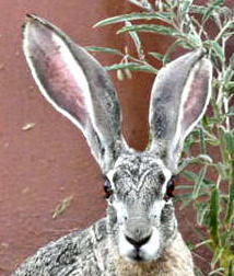 Jack Rabbit with large ears