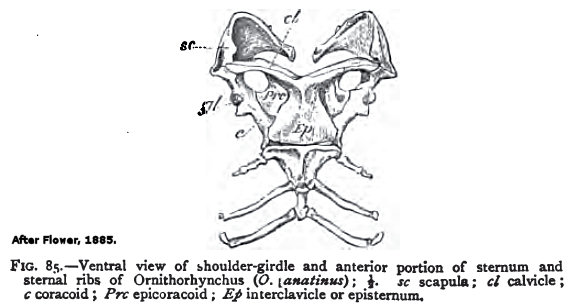 Shoulder girdle of Onithorhynchus (platypus), after Flower, 1885