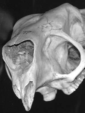 Oblique anterior view of North American Porcupine, Erethizon dorsatum, to show the greatly enlarged infraorbital foramen.