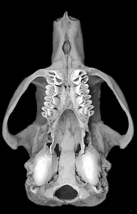 Ventral view of North American Porcupine, Erethizon dorsatum