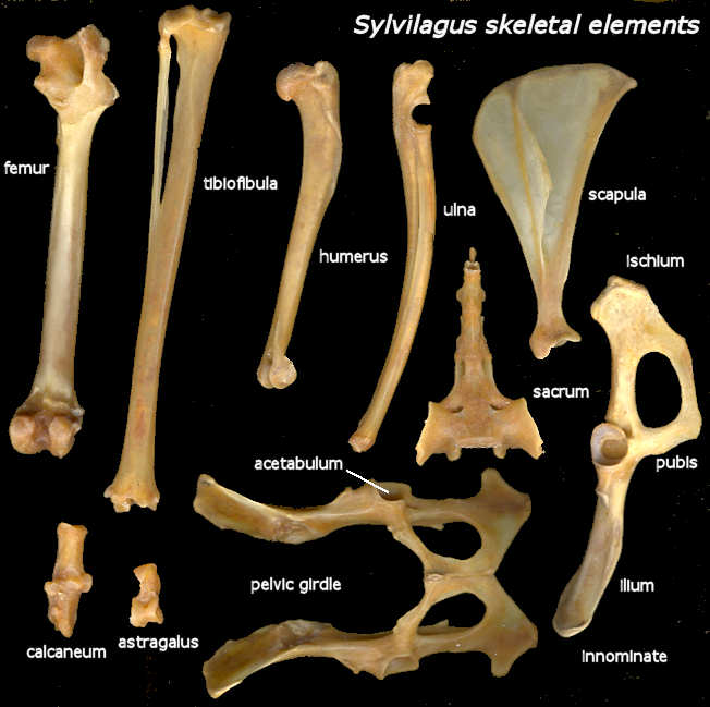 Skeletal elements of Sylvilagus