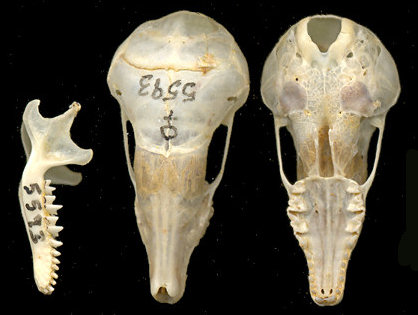 Skull, dentary, and humerus of Scapanus