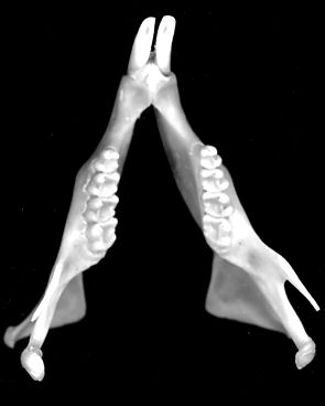 Sciurid lower jaw, dorsal view