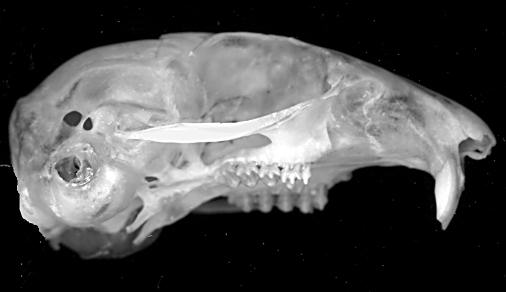 Sciurid skull, lateral view