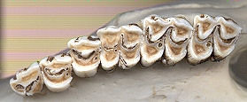 Upper deer teeth, showing selenodont dentition