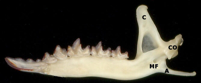 Lingual view of the right dentary of a shrew (Sorex)
