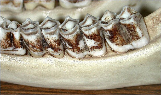 Lower cheek teeth of deer showing selenodont dentition