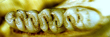 Sigmodon teeth