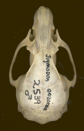 Arizona Cotton Rat (Sigmodon) skull, dorsal view