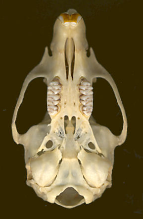 Arizona Cotton Rat (Sigmodon) skull, ventral view