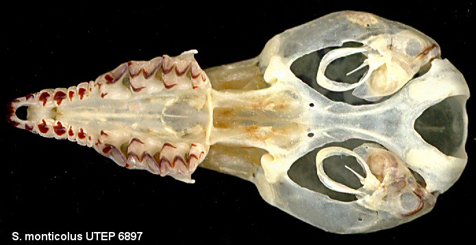Ventral view of Sorex monticolus (Montane Shrew) skull