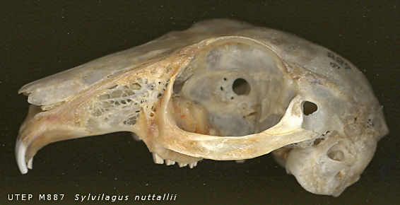 Lateral view of a Mountain Cottontail (Sylvilagus nuttallii) skull