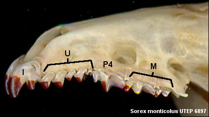 Anterior skull of a shrew (Sorex) showing tooth types