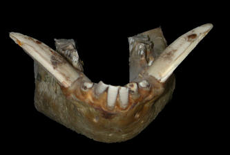 Anterior view of lower jaw of the domestic pig (Sus scrofa).