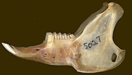 Lateral view of a Desert Cottontail (Sylvilagus audubonii) dentary