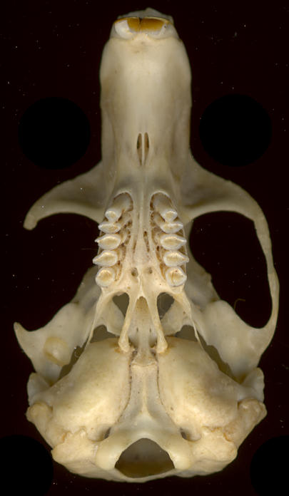 Ventral skull of Thomomys talpoides