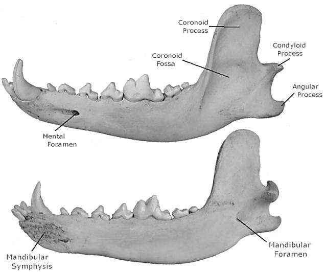 Lateral and medial views of labeled wolf dentaries
