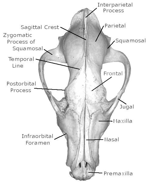 Dorsal view of labeled Coyote skull