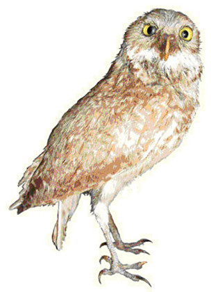 Burrowing Owl